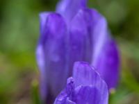 Zarte lila Krokusblütenblätter